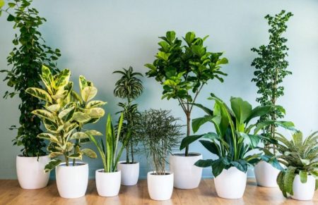 観葉植物の最強金運ランキングTOP10！実は「アレ」を置くと逆効果！？